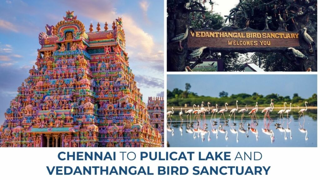 Chennai to Vedanthangal Bird Sanctuary & Pulicat Lake